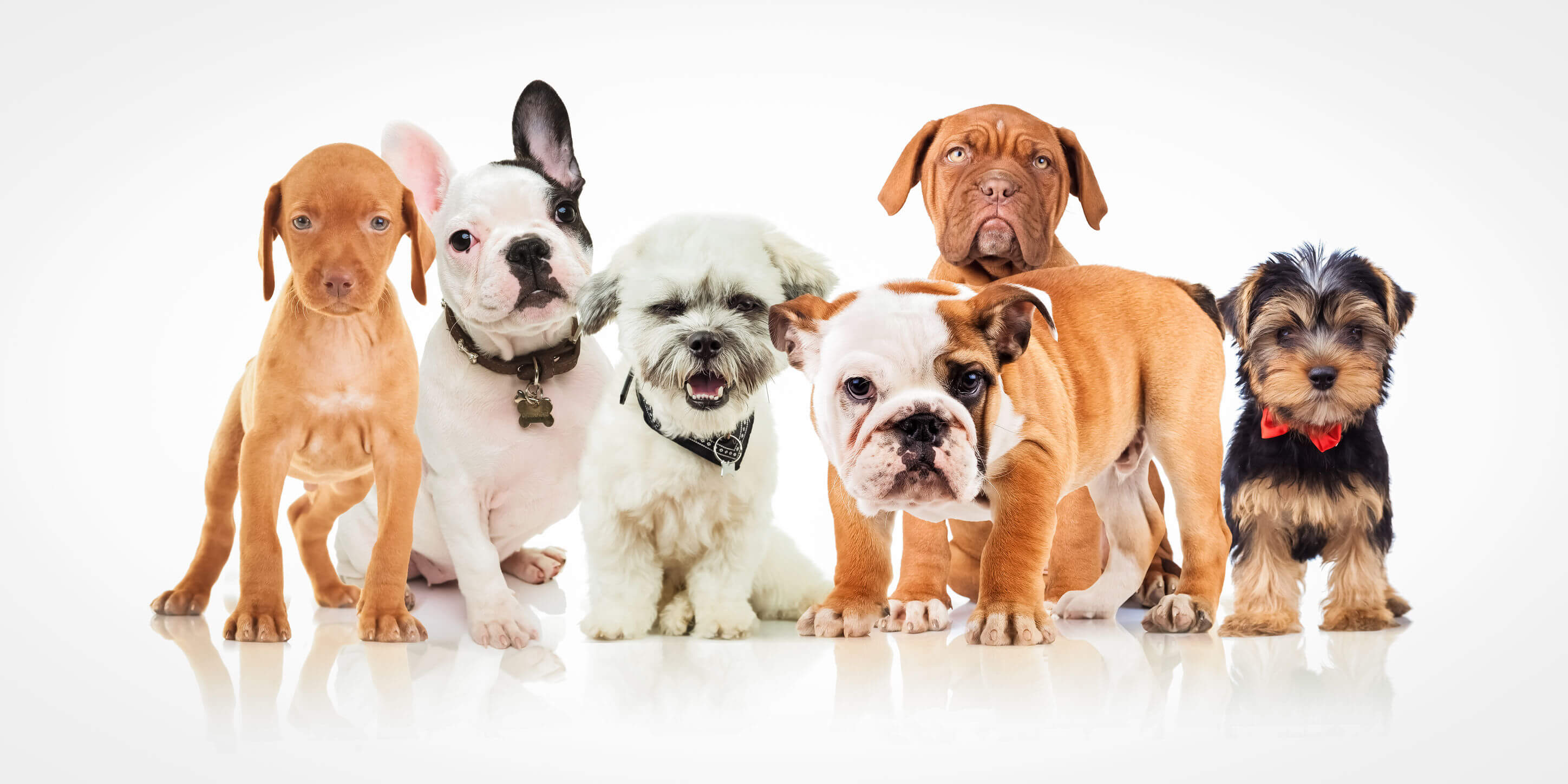 Know The Differences Between Dog Breeds - Ultimate Pet Nutrition