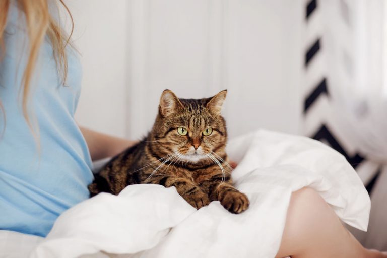 Why Do Cats Knead? Ultimate Pet Nutrition