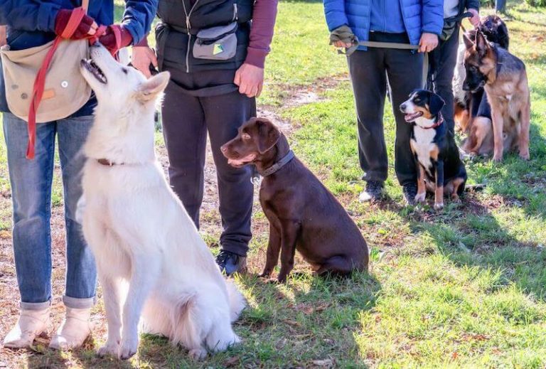 Puppy Training Classes And Obedience Training For Adult Dogs Where To