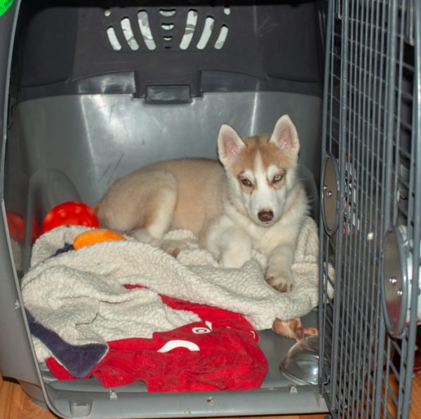 Puppy Sleep Training How To Get Your Puppy To Sleep Through The Night