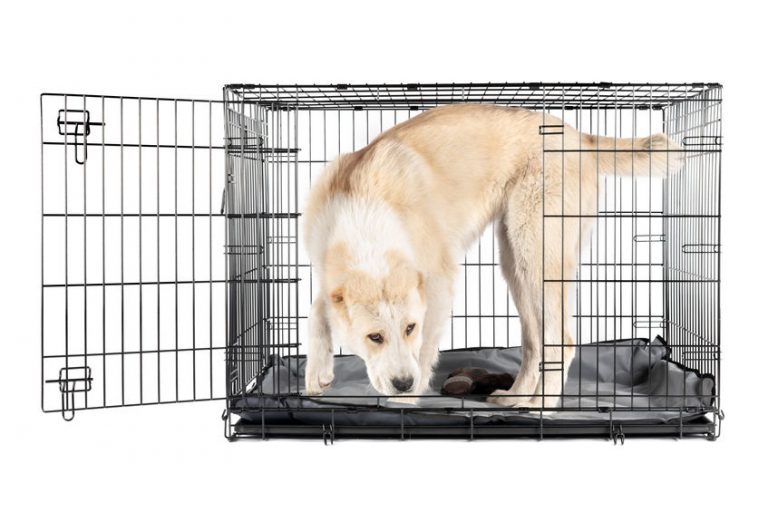 How To Stop Your Puppy Whining In Crate At Night Ultimate Pet Nutrition