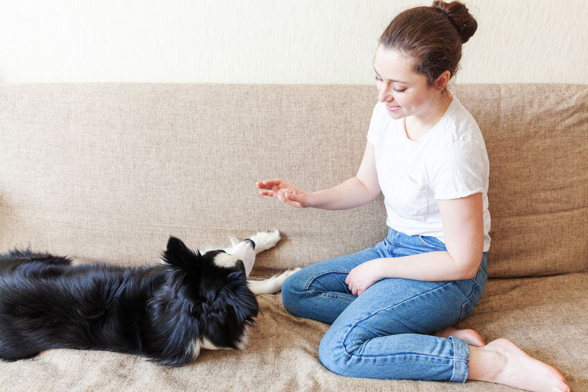 Basic Puppy Tricks And Training Easy Dog Tricks To Teach Your Furry