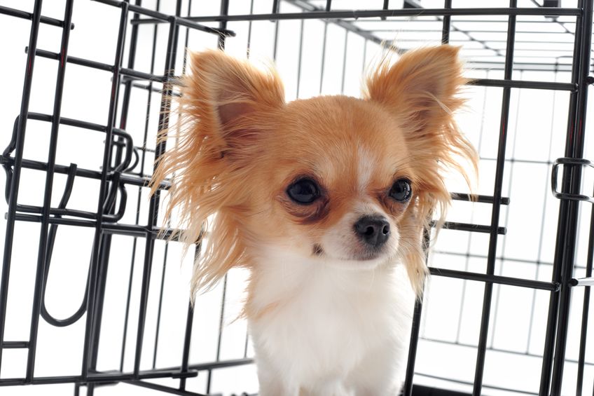How To Stop Your Puppy Whining In Crate At Night Ultimate Pet Nutrition