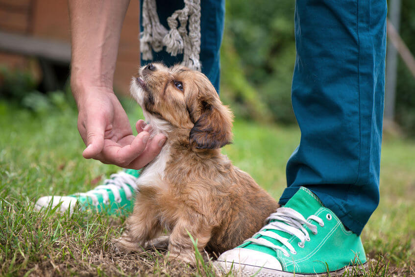 Doggy Boot Camp Are Dog Training Boot Camps Safe And Effective? Ultimate Pet Nutrition