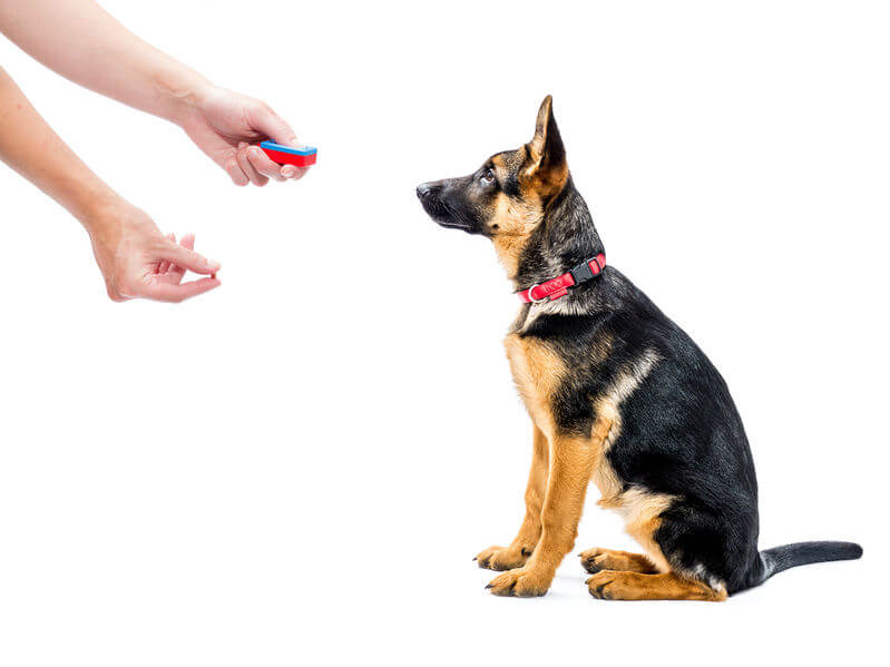 Clicker Training A Puppy How To Get Started And What To Do Ultimate