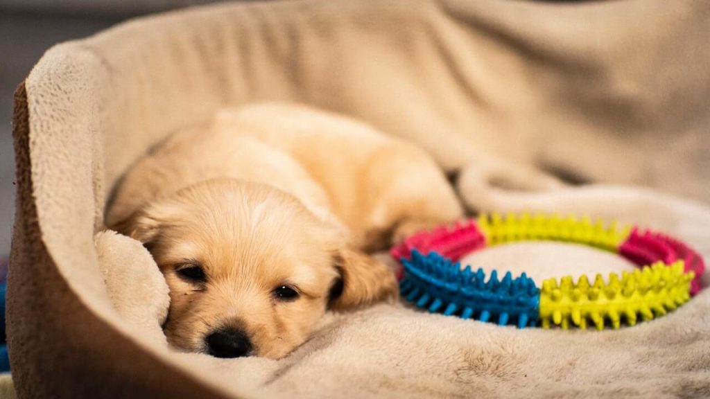 Puppy Sleep Training How To Get Your Puppy To Sleep Through The Night Ultimate Pet Nutrition
