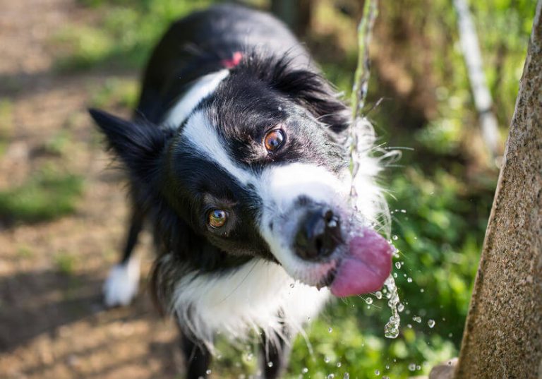 How Much Water Should A Dog Drink In A Day? Ultimate Pet Nutrition