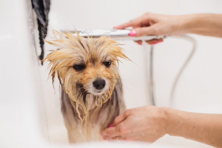 Why Is My Dog Wheezing? Potential Causes And What To Do Ultimate Pet