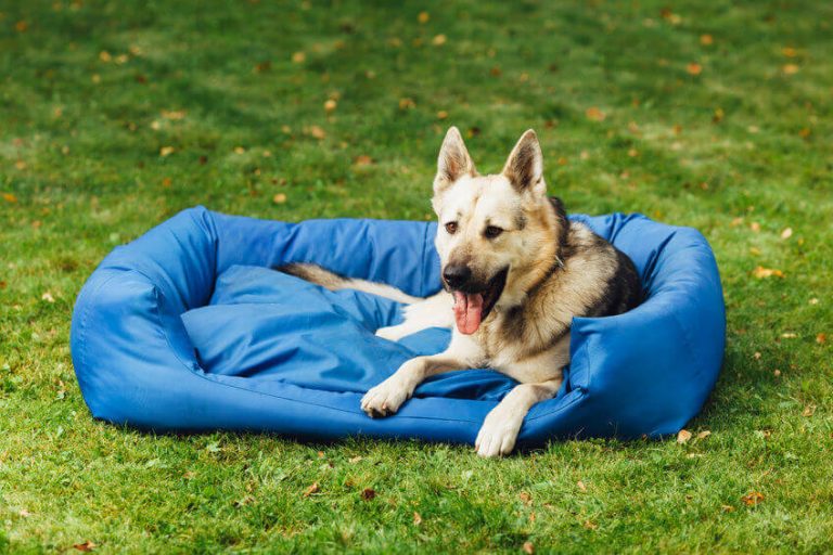 How To Make A Dog Bed DIY Dog Bed Ideas Ultimate Pet Nutrition