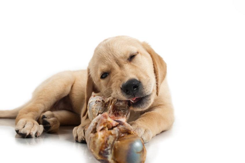 Can Dogs Eat Pork Chop Bones The Ultimate Guide To Feeding Your Canine 