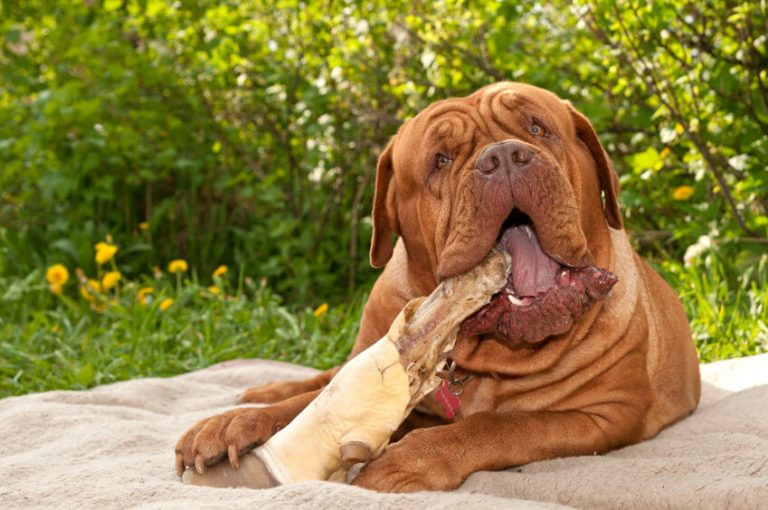 Can Dogs Safely Eat Cooked Beef Bones? Ultimate Pet Nutrition