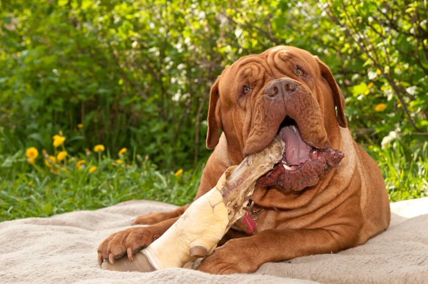 Can Dogs Safely Eat Cooked Beef Bones? Ultimate Pet Nutrition