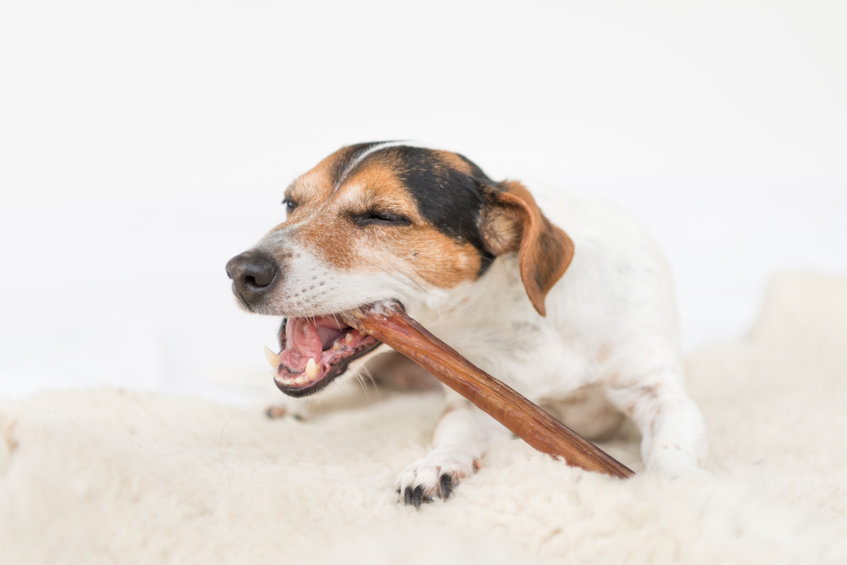 Can Dogs Safely Eat Cooked Beef Bones? Ultimate Pet Nutrition