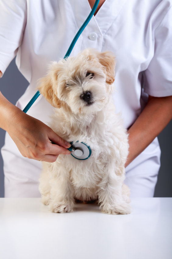 How Often Should You Take Your Dog To The Vet? Here’s What You Need To Know - Ultimate Pet Nutrition How Often Should You Take Your Dog To The Vet? Here’s What You Need To Know - Ultimate Pet Nutrition