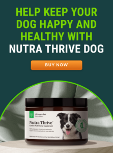 Types Of Dog Vomit: Different Colors and What They Mean