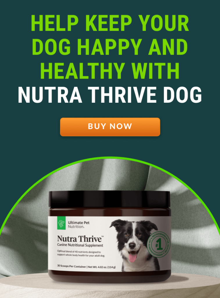 Types Of Dog Vomit Different Colors and What They Mean