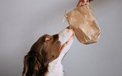 How Long Does Freeze-Dried Dog Food Last? A Complete Shelf Life Guide
