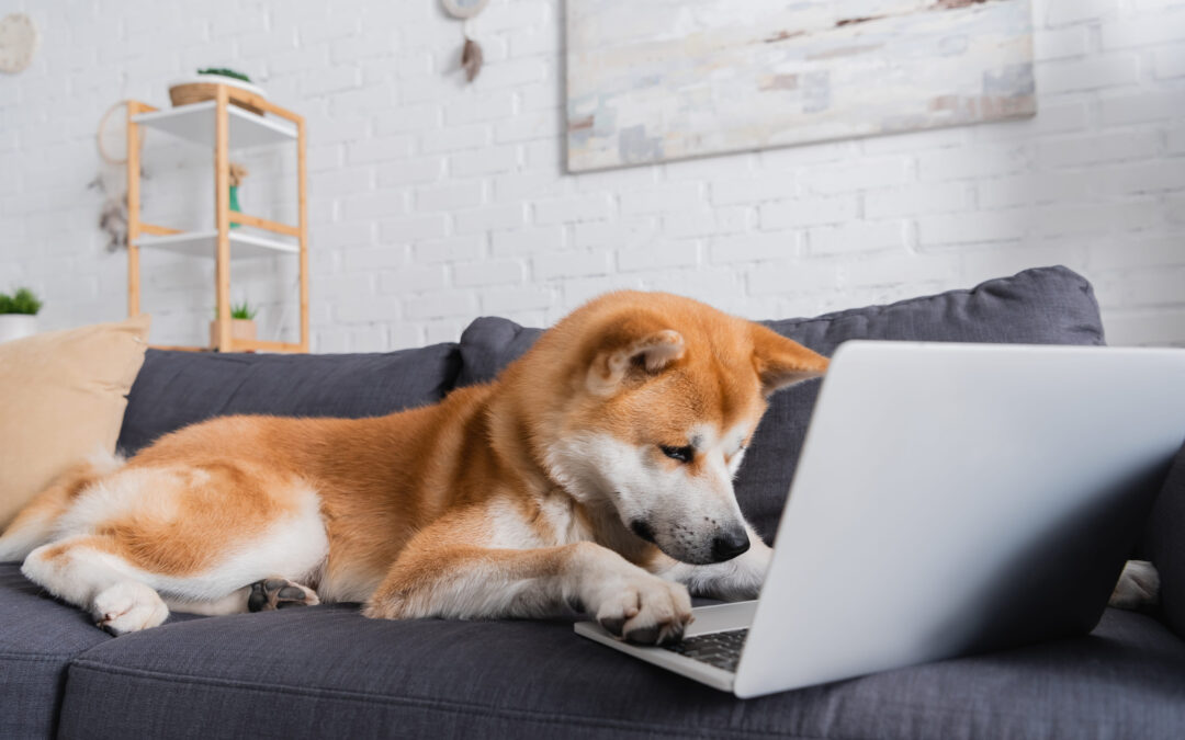 akita inu dog sitting on sofa with laptop