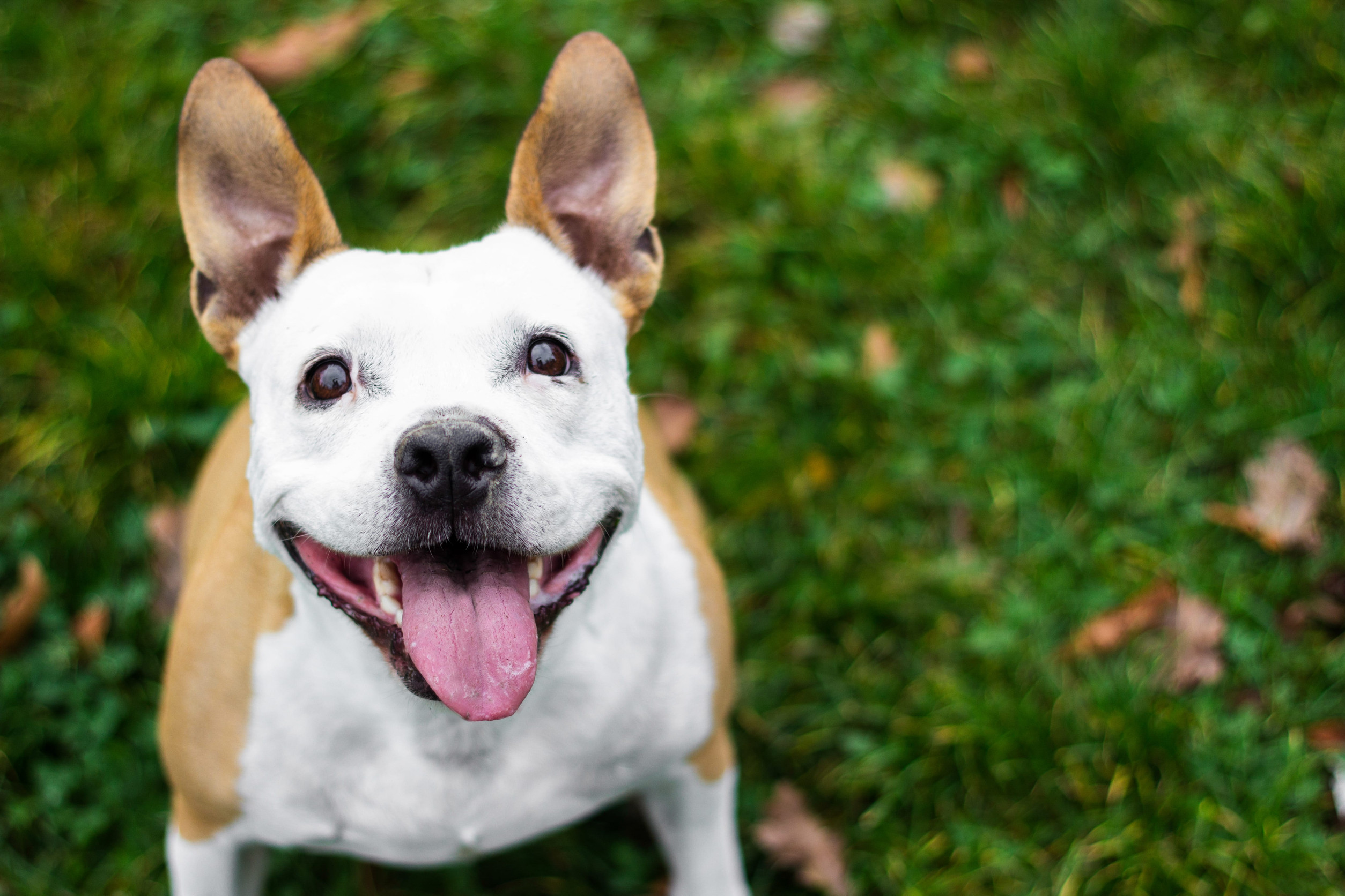 happy dog on green grass