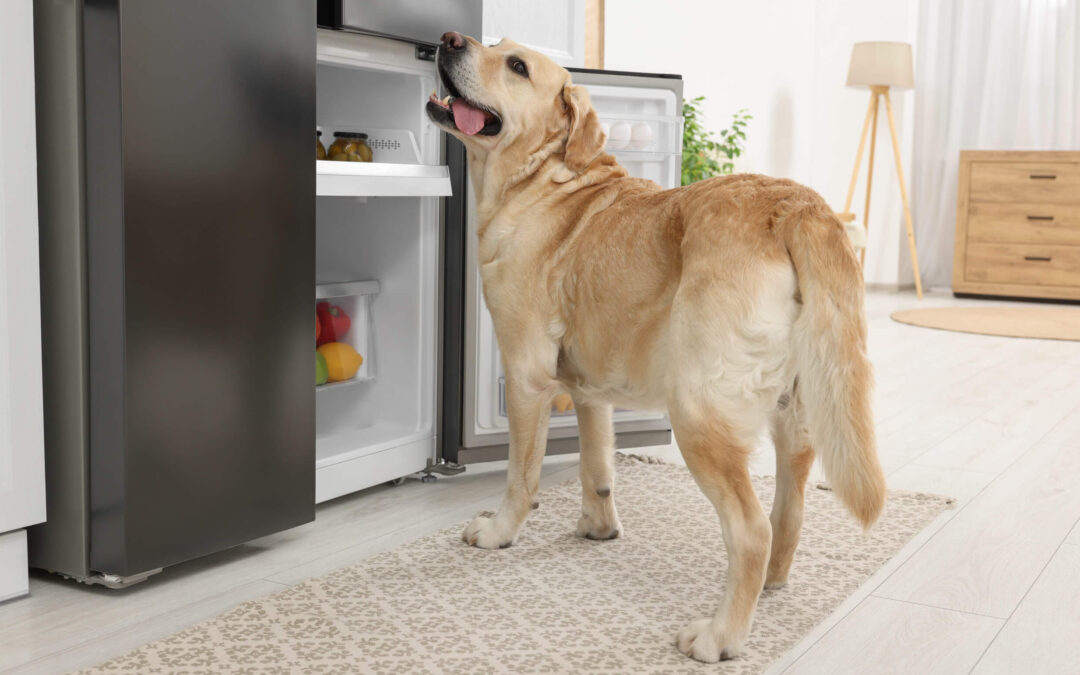 a labrador looks into a fridge