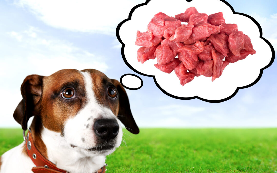 a dog dreams of raw meat