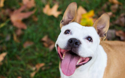 Is Freeze-Dried Dog Food Healthy?