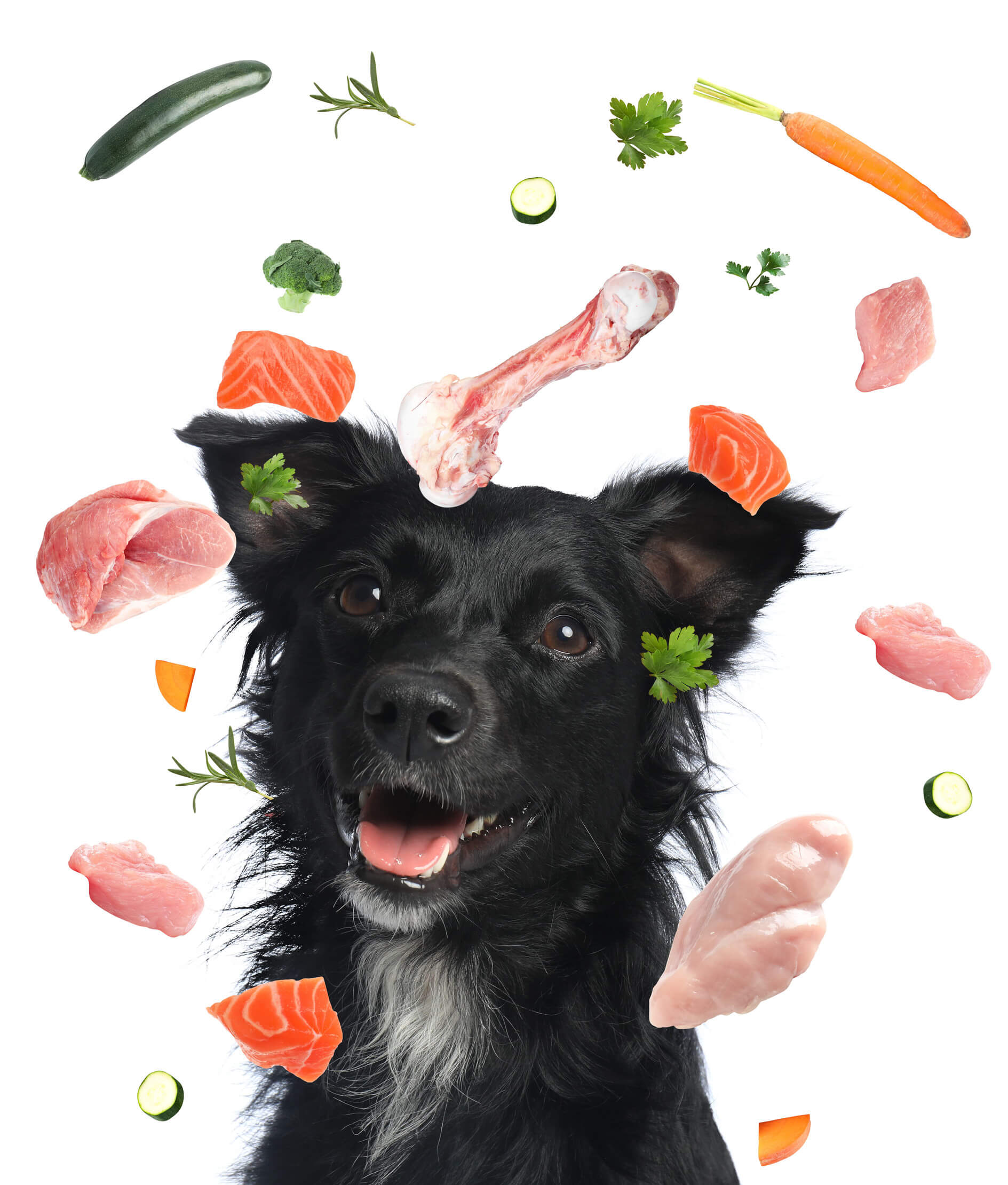 dog surrounded by flying meat and vegetables