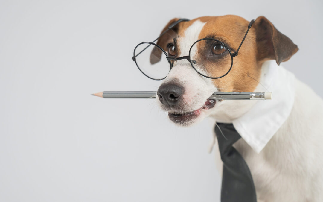 a Jack Russell wears glasses with a pencil in its mouth