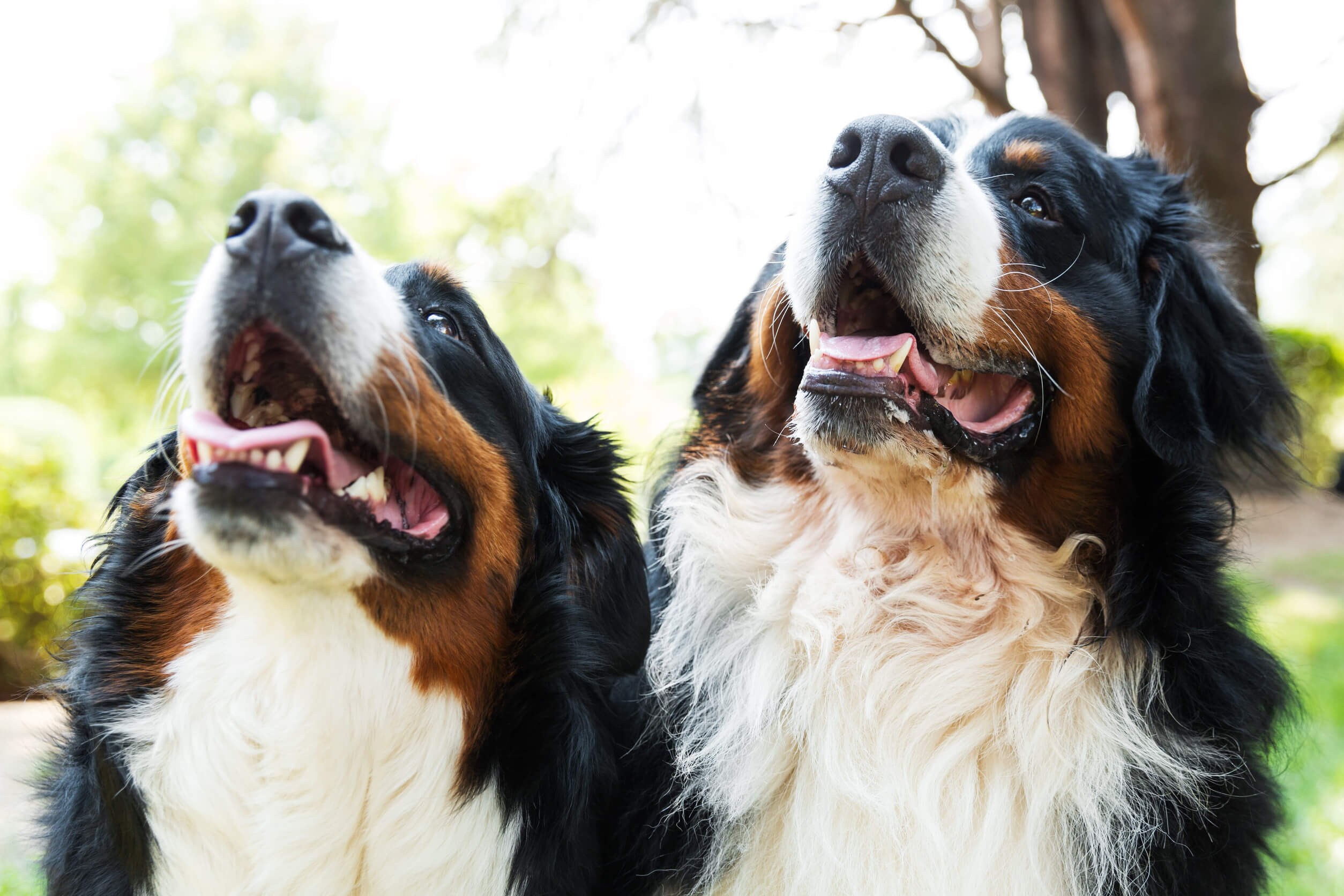 two Bernese mountain dogs look up at their owner