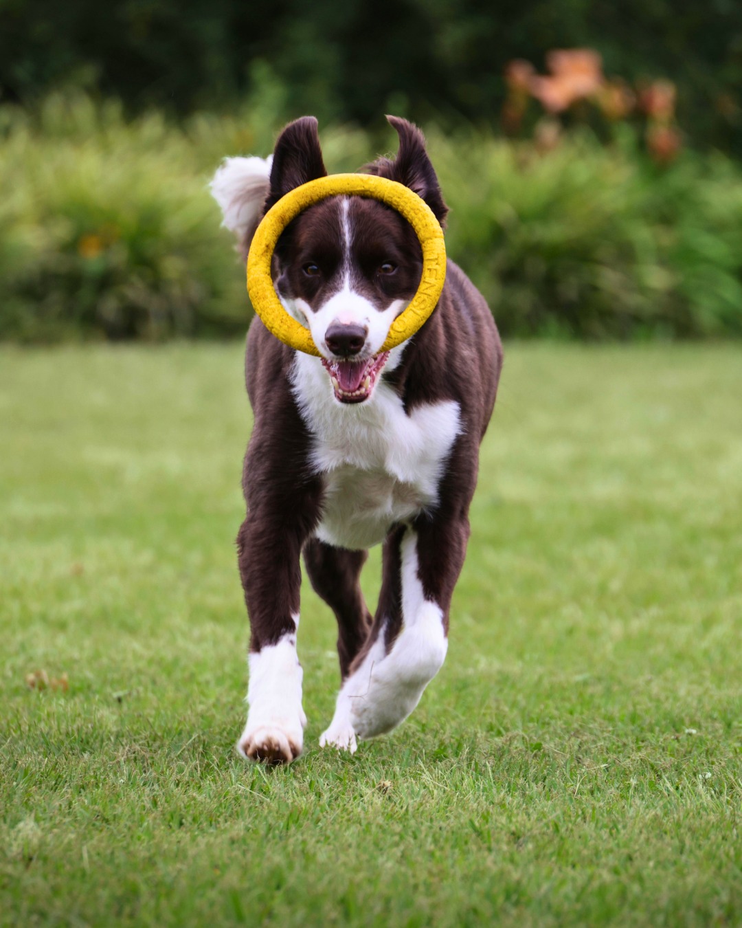 Dog with a yellow ring around its head running on grass.